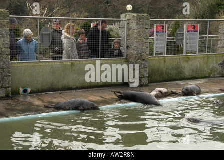 Dichtungen im Seal Sanctuary Gweek Cornwall England UK Stockfoto