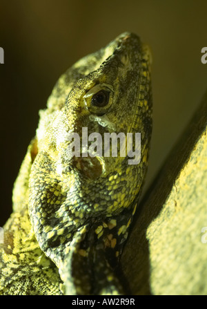 Chameleon Stockfoto