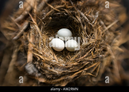 Threesmall Vogeleier im Nest selektiven Fokus Spezialeffekt Stockfoto