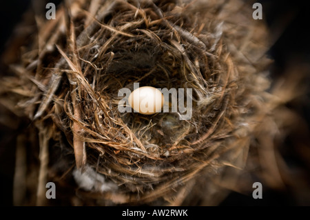 einzelne kleine Vogeleier im Nest selektiven Fokus Spezialeffekt Stockfoto