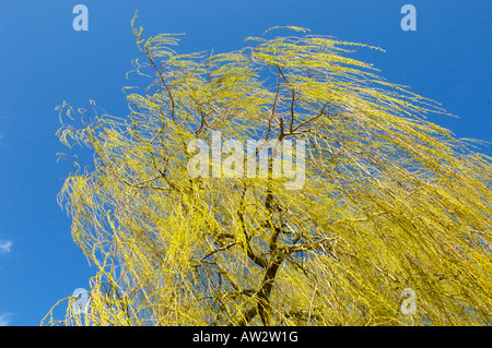 Eine Trauerweide Baum gegen ein strahlend blauer Himmel Stockfoto