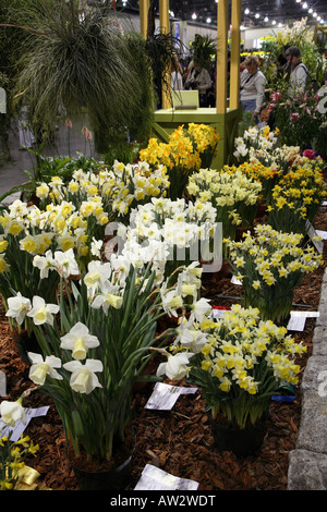 Narzissen Wettbewerb Display. Masse der verschiedenen weißen und hellen gelben Narzissen in breiten Bett. Philadelphia flower show Stockfoto