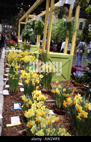 Narzisse (Narcissus) Wettbewerb Display. Masse der verschiedenen leuchtend gelb und zwei Ton-Narzissen.   Philadelphia flower show Stockfoto