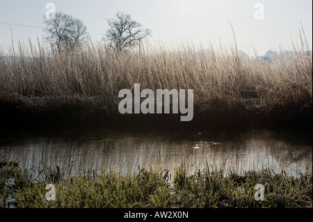 Ein Wintermorgen am Fluss Avon in Wiltshire Stockfoto