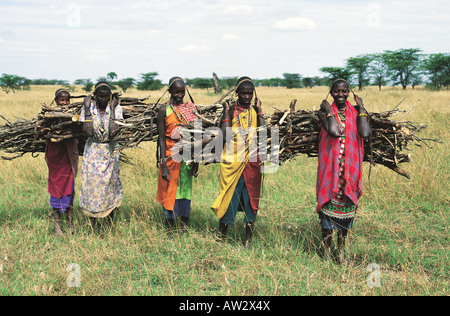 Fünf 5 Massai-Frauen tragen Bündel Holz Aitong Ebenen in der Nähe von Masai Mara National Reserve Kenia in Ostafrika Stockfoto