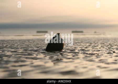 2. Weltkrieg britische Helm auf Gold Beach Arromanches Bayeux Normandie Frankreich Day Stockfoto