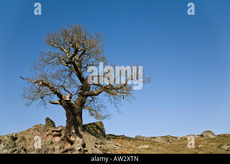 Eine uralte Eiche kontrastiert gegen die strahlend blauem Himmel an einem Wintermorgen in Bradgate Park, Leicestershire, England. Stockfoto