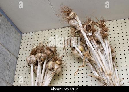 Knoblauch Zwiebeln zum Trocknen in einem Schuppen aufgehängt Stockfoto