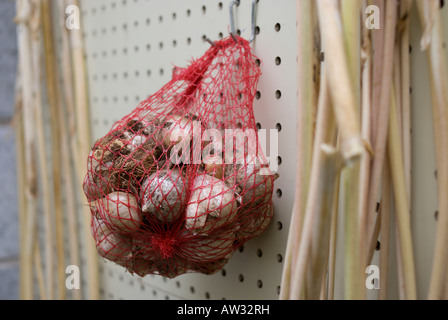 Knoblauch Zwiebeln zum Trocknen in einem Schuppen aufgehängt Stockfoto