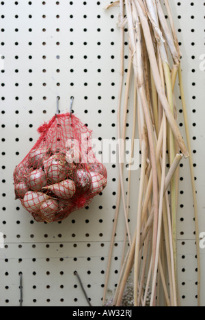 Knoblauch Zwiebeln zum Trocknen in einem Schuppen aufgehängt Stockfoto