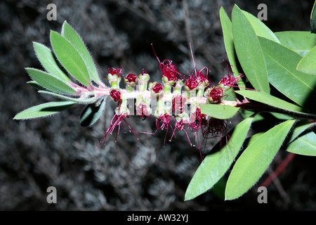 Crimson Bottlebrush, Blumen öffnen - Zylinderputzer Citrinus SSP Splendens-Familie Myrtaceae Stockfoto