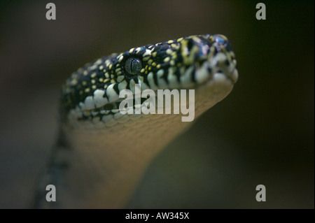 Diamant-Python Stockfoto
