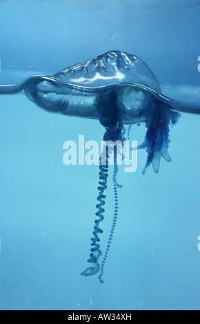 Portugiesische Kriegsschiff, portugiesischer Mann-o-Krieg, blau-Flasche (Physalia Physalis), split-Bild Stockfoto