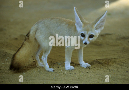 Fennec Fox (Fennecus Zerda, Vulpes Zerda), individuelle auf Sand, Tunesien Stockfoto