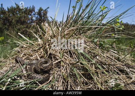 Iberische Kreuz Addierer, Baskian Viper (Vipera Seoanei), Sonnen, Spanien, Burgos Stockfoto