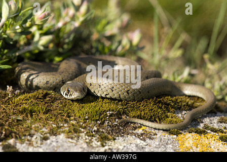 Ringelnatter (Natrix Natrix, Natrix Natrix Astreptophora), Sunnnig junge Ringelnatter, Spanien, Burgos, Embalse del Ebro, Ebro Stau Stockfoto