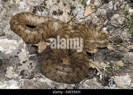 ASP Viper, Aspik Viper (Vipera Aspis, Vipera Aspis Zinnikeri), liegend auf einem Stein, Sedano, Ebro-Ufer, Burgos, Spanien Stockfoto