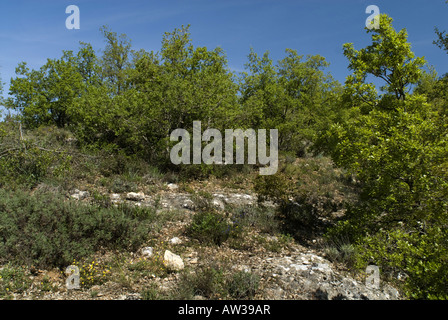 Biotop von Asp Viper, Spanien, Burgos, ASP Viper, Aspik Viper (Vipera Aspis, Vipera Aspis Zinnikeri) Stockfoto