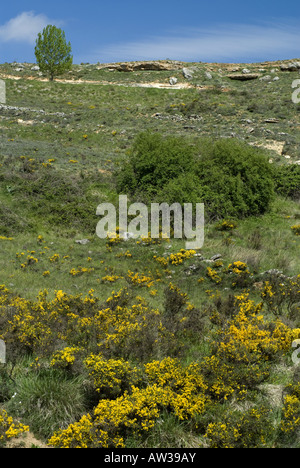 stupsnasige Viper, Latastes Viper (Vipera Latastei), Biotop, Spanien, Burgos Stockfoto