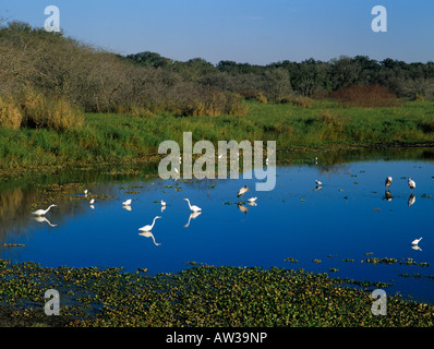 Teich mit Fütterung Watvögel Myakka River State Park Florida Dezember 1998 Stockfoto