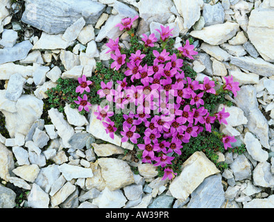 Lila Steinbrech Saxifraga Oppositifolia blühen Cassonsgrat Schweiz August 1997 Stockfoto