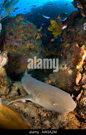 Saba Insel, Korallenriffe, Karibisches Meer, Ozean, Meer, Tauchen, Krankenschwester, Hai, Haifisch, Unterwasserwelt, tropischen Riff Stockfoto