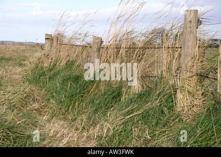 Weg zu Fuß Arlingham Gloucestershire England trennen Stockfoto