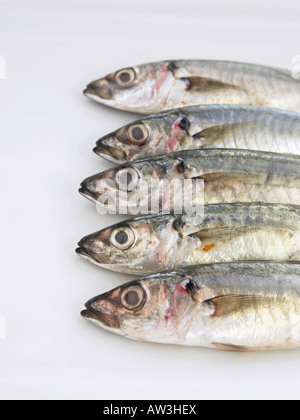 frischer Fisch Stockfoto