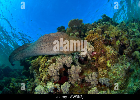 Muräne im Korallenriff, Rotes Meer-Ägypten, Unterwasser, Tauchen, Tauchen, Meer, Meer, blauem Wasser, gefährlich, schmerzhaft, klares Wasser Stockfoto