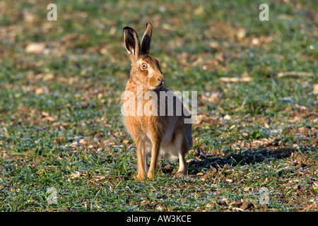 Brauner Hase Lepus Capensis sitzen Ackerfläche Therfield Hertfordshire Warnung auf Stockfoto