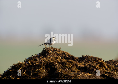 Trauerschnäpper Bachstelze Motacilla Alba sitzen auf Bauernhof Muck Heap mit blauem Himmel Hintergrund Ashwell Hertfordshire Stockfoto