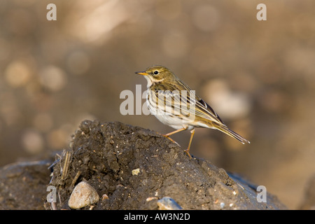 Wiese Pieper Anthus Pratensis auf kultivierten Boden Ashwell suchen Warnung Stockfoto