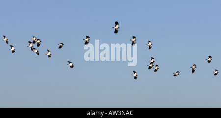 Herde von Kiebitz Vanellus Vanellus fliegen gegen einen blauen Himmel Welney Norfolk Stockfoto