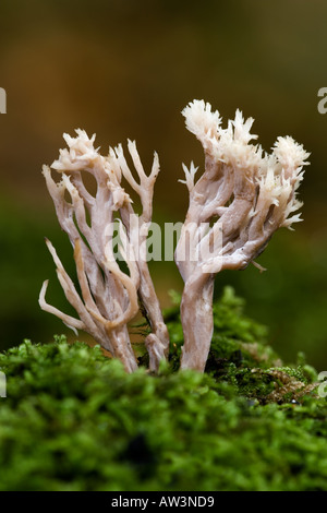 Coral Pilze wachsen aus alten Moos bedeckt Log mit schönen entschärfen Hintergrund Potton Holz bedfordshire Stockfoto