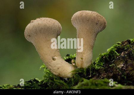 Zwei gemeinsame Flaschenboviste (Lycoperdon Perlatum) wächst auf Moos bedeckt Log mit schönen Fokus Hintergrund Potton bedfordshire Stockfoto