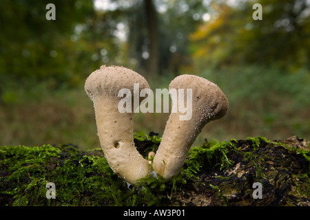 Zwei gemeinsame Flaschenboviste Lycoperdon Perlatum Weitwinkeleinstellung zeigt wachsenden Umfeld Potton bedfordshire Stockfoto