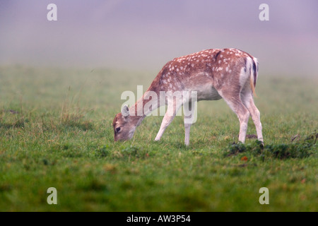 Damhirsch Dama Dama Weiden auf nebliger Morgen Holkham Hall Häuser In Norfolk Stockfoto