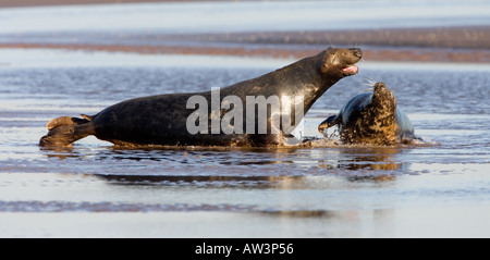 Graue Dichtungen Halichoerus Grypus spielen im Meer kämpfen Donna Nook Lincolnshire Stockfoto