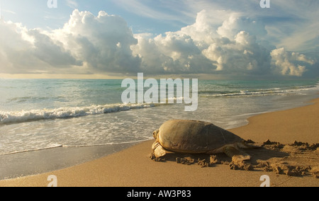 Grüne Meeresschildkröte Chelonia Mydas Rückkehr zum Meer nach Verschachtelung an einem Strand in Florida Stockfoto