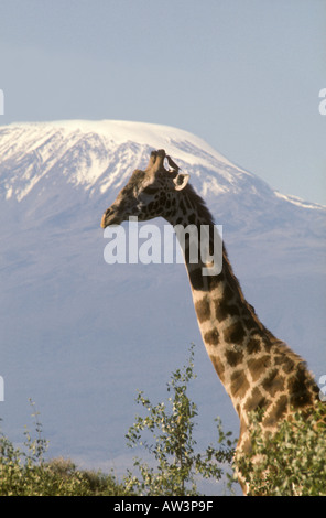 Porträt von Kopf und Hals der Masai-Giraffe Silhouette gegen den Snow Dome des Kilimanjaro Stockfoto