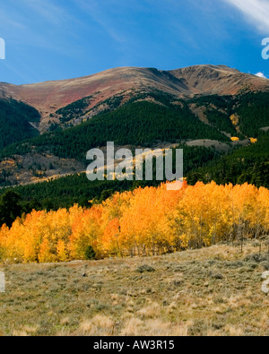 Mount Elbert, der höchste Berg in Colorado, mit hellen Schichten von Herbstlaub Stockfoto