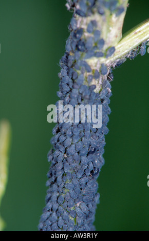 "Schwarze Bohne" Blattlaus oder Blackfly (Aphis Fabae). Stockfoto