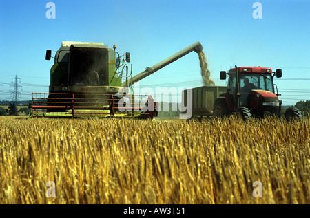 Weizenernte auf einer Farm in Wickham Markt in der Nähe von Woodbridge, Suffolk, UK. Stockfoto