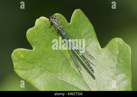 Variable Damselfly Coenagrion Pulchellum weiblich ruht auf einem Eichenblatt Stockfoto
