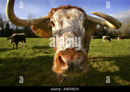 Stammbaum Longhorn Kühe in Devon UK Stockfoto