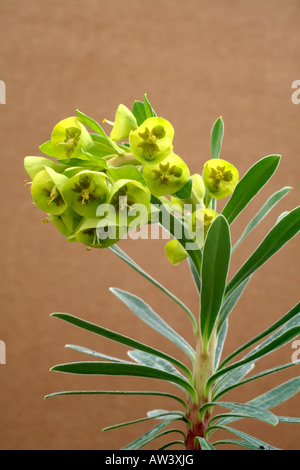 EUPHORBIA CHARACIAS SUBSP WULFENII LAMBROOK GOLD AGM Stockfoto