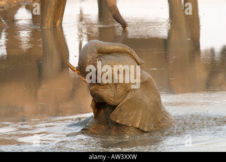 Touristen können eine große Anzahl von Elefanten in Simbabwes Nationalparks, vor allem seine größte, Hwange sehen. Stockfoto