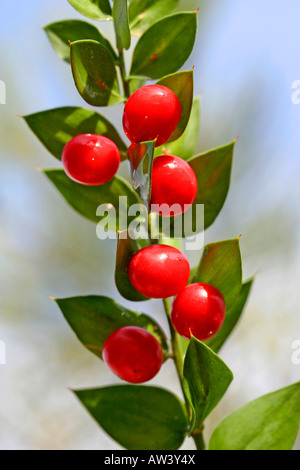 Ruscus Aculeatus Mäusedorn Stockfoto