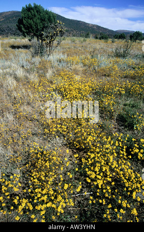 Wildblumen, Highway 88 (Apache Trail), Salt River Canyon, in der Nähe von Globe, Außenbezirke von Phoenix, Arizona, USA Stockfoto