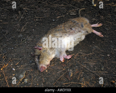 Tote Ratte in Brown "Rattus Norvegicus" Stockfoto